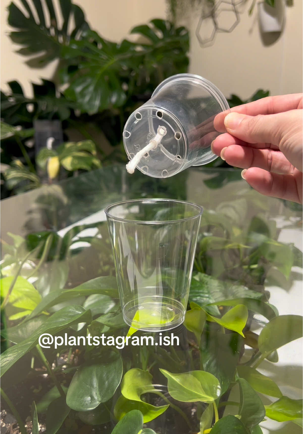 @Plantstagram.ish
