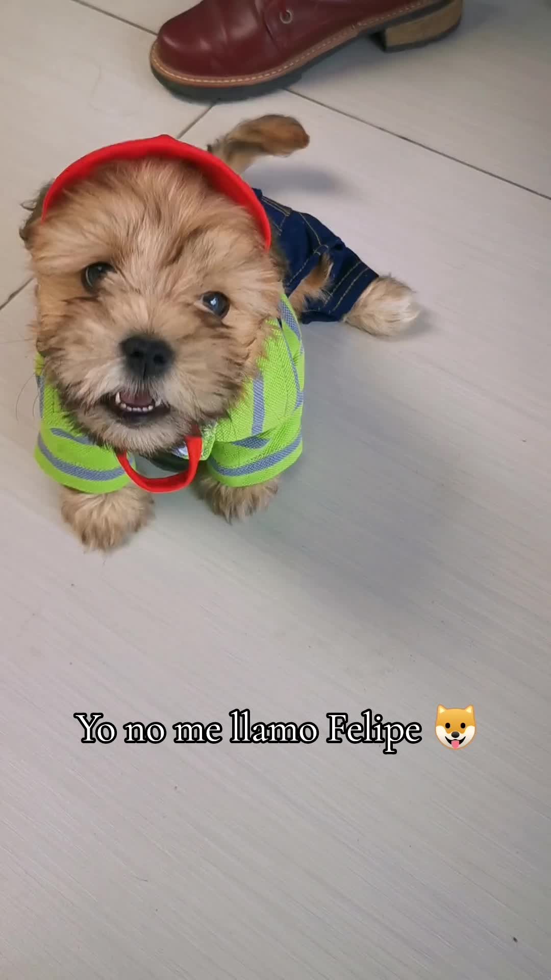 @paraqueveas👁️🐶