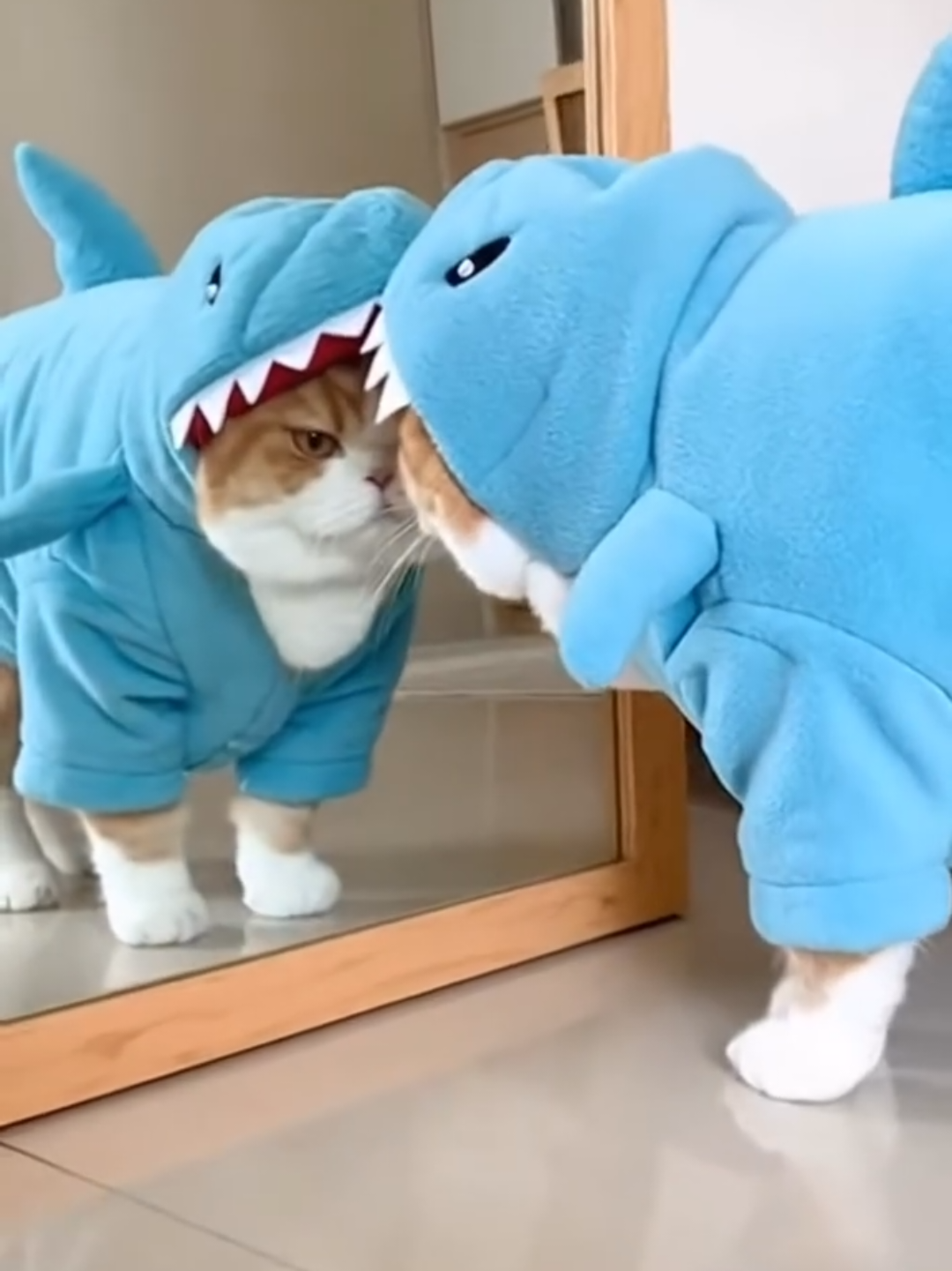 @Chonky World Of Cats