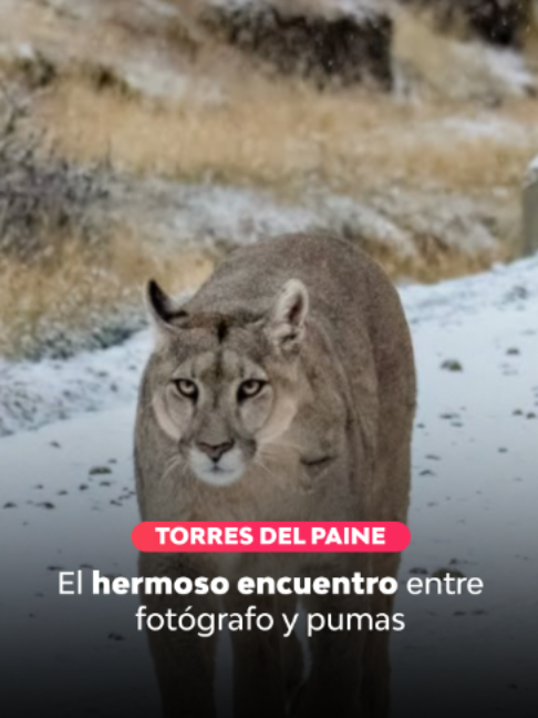 @Televisión Nacional de Chile