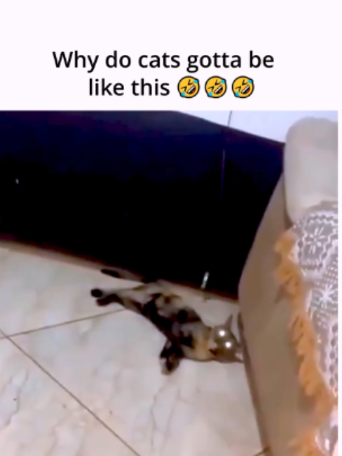 @DailyGoose