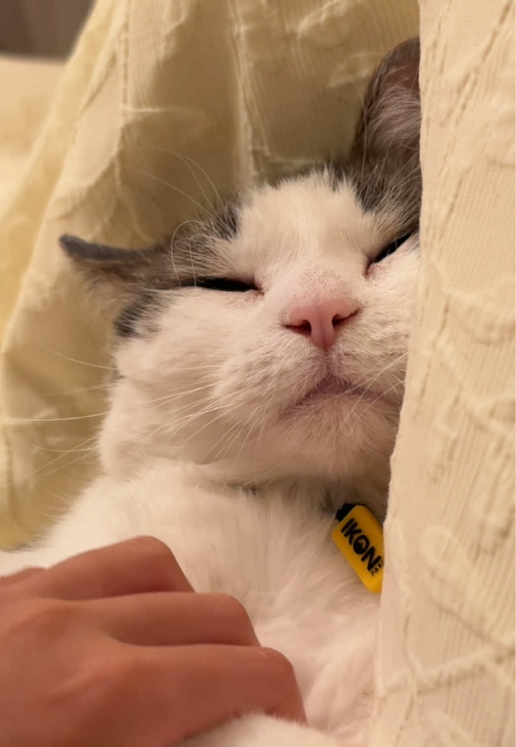 @Mimi Wawa Meow