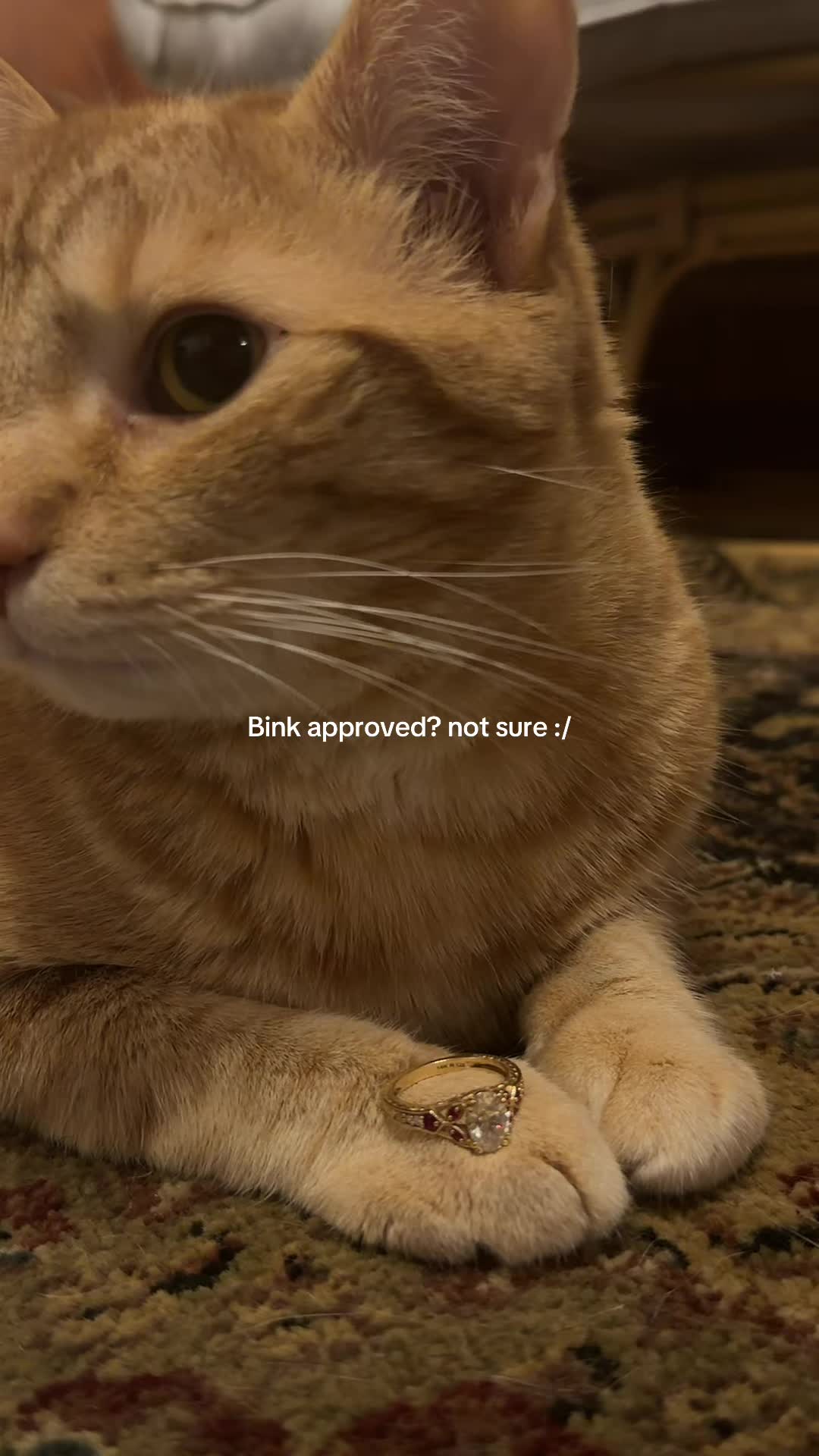 @bink the big orange cat