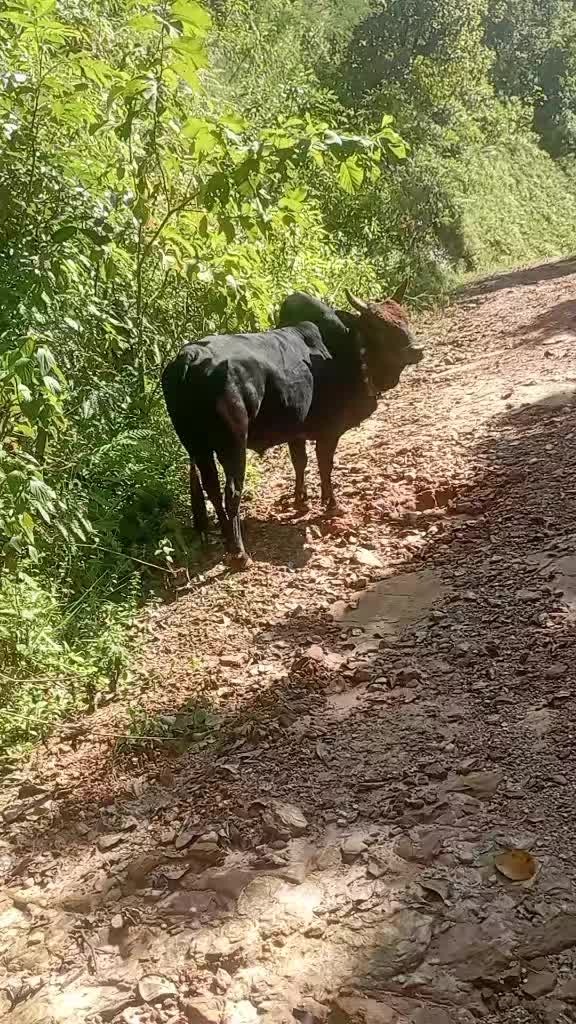 @Tanahun tiger