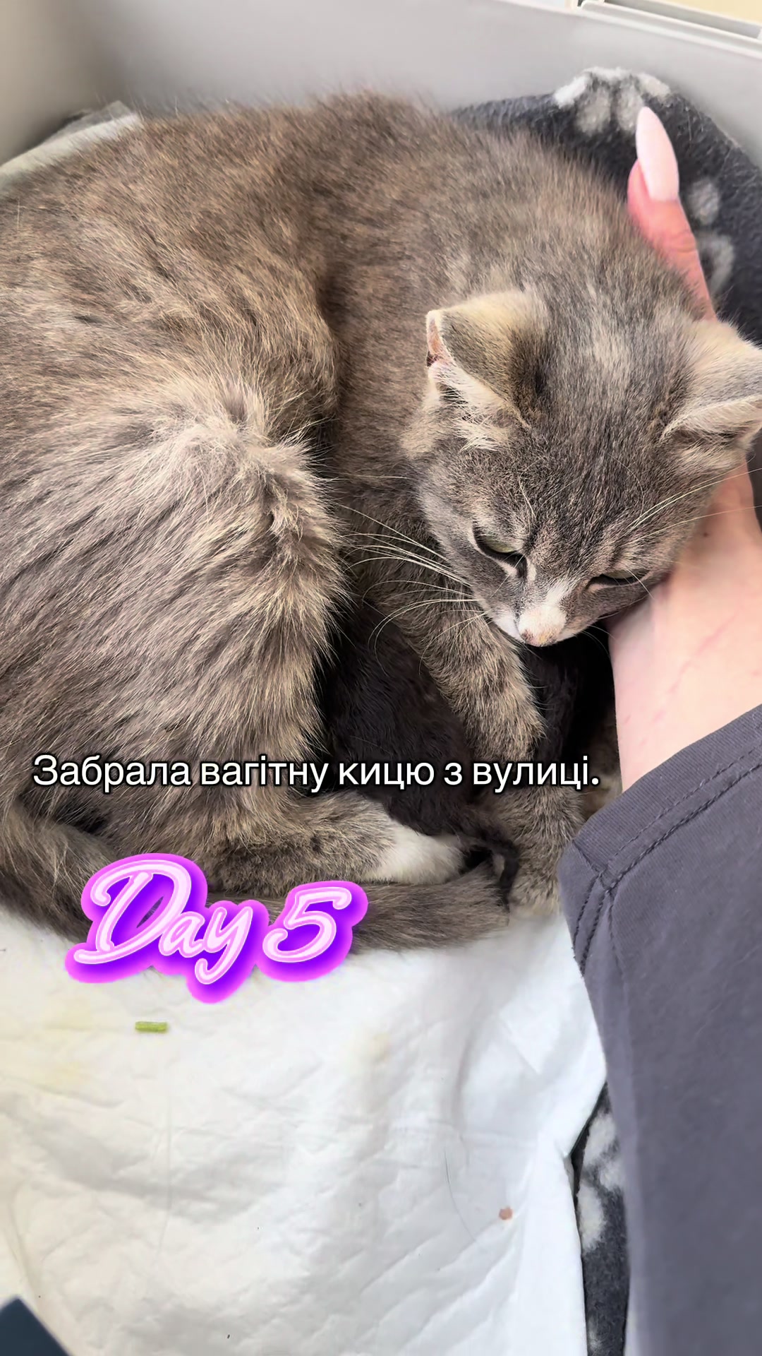 @Корнелія Удовенко