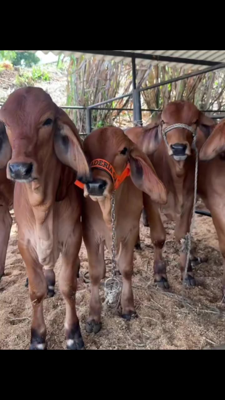 @ganader&iacute;a🐮 y caballo🐴☠️