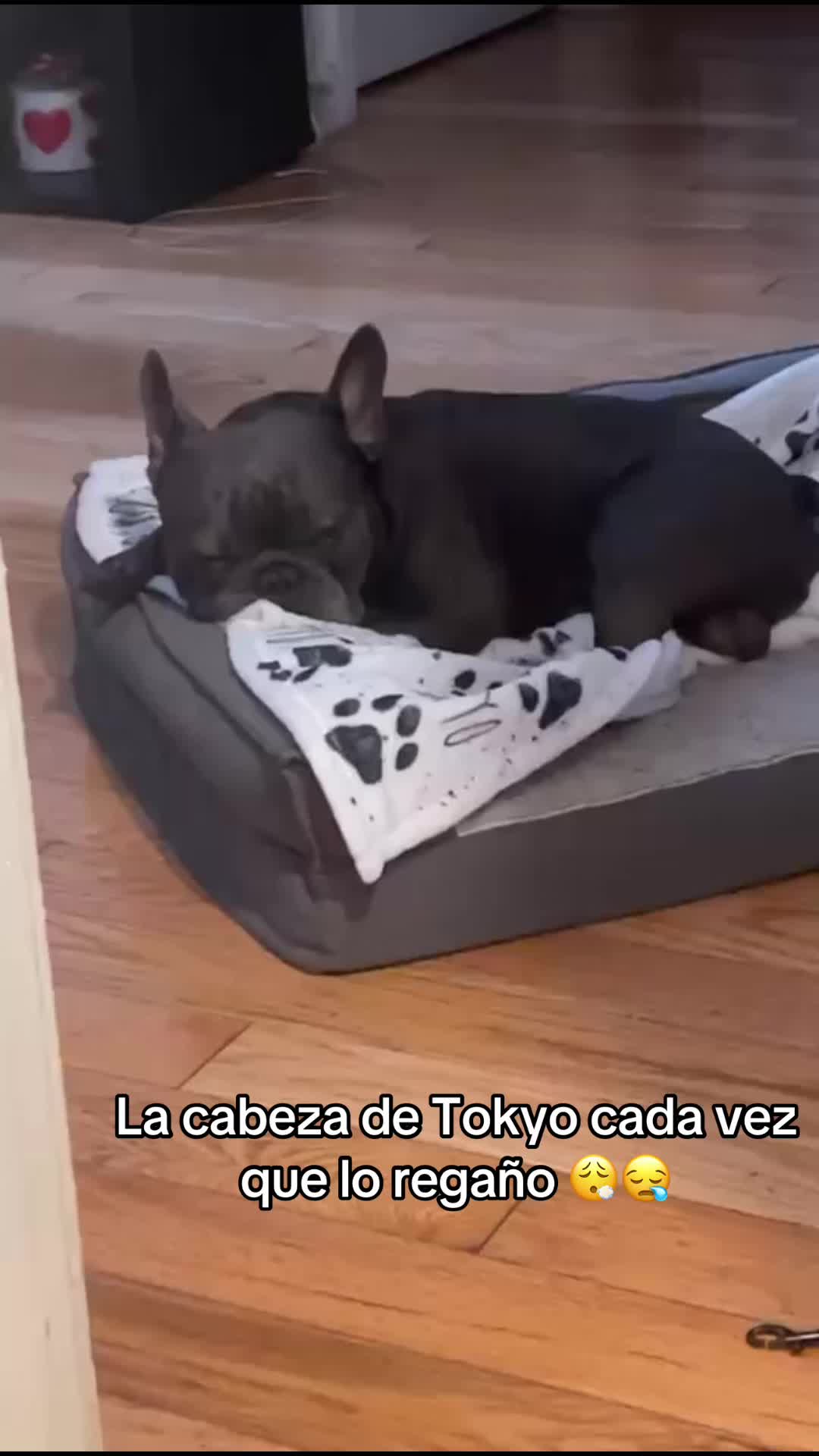 @meluuusa2424