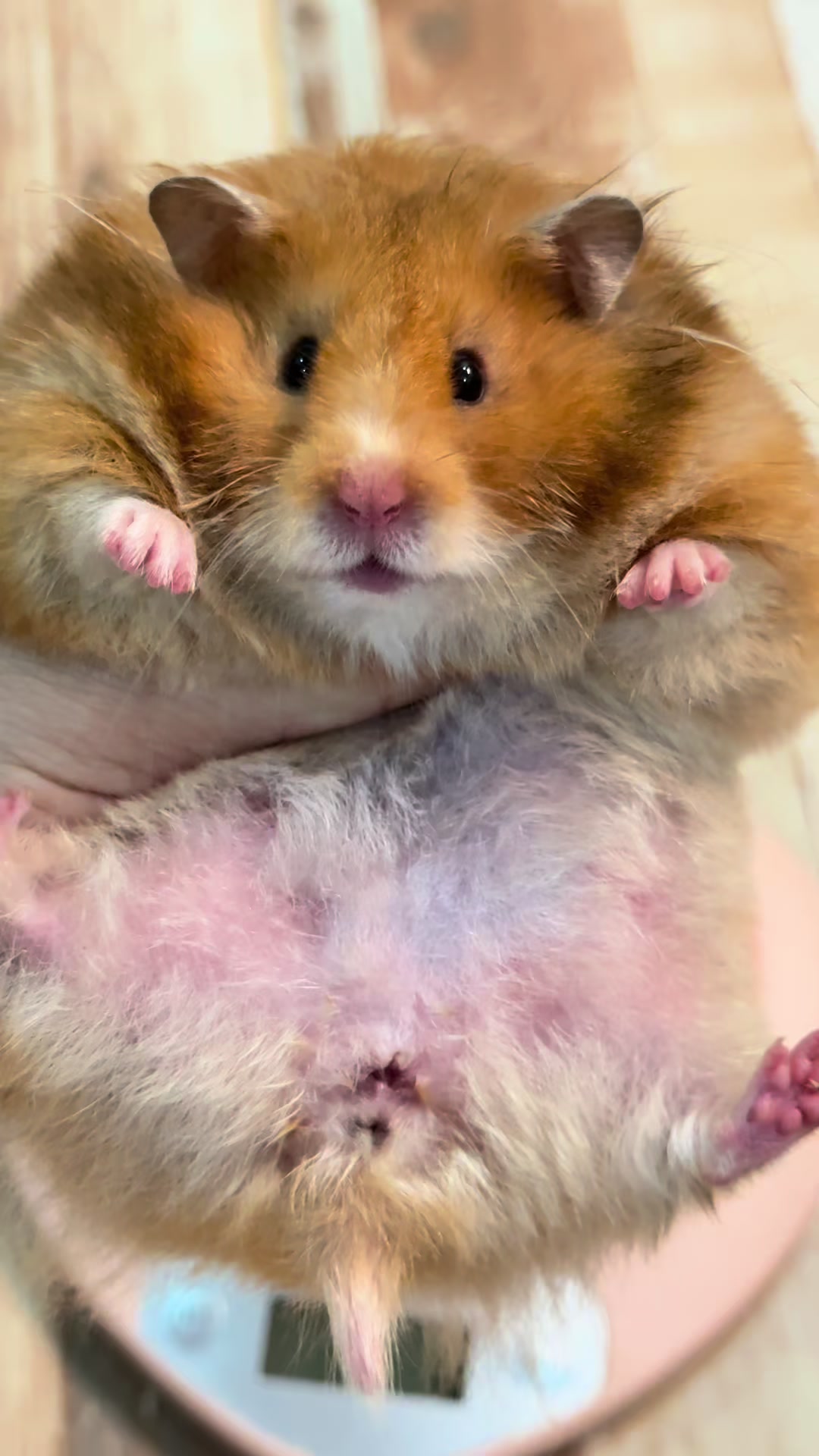 @Itsara Hamster