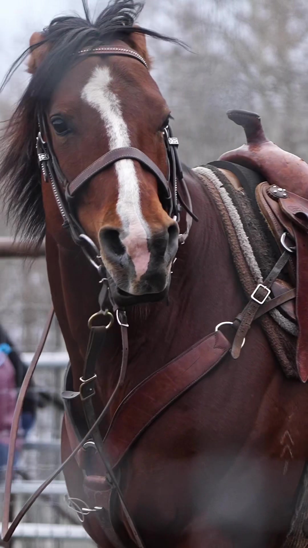 @Hanginghorses