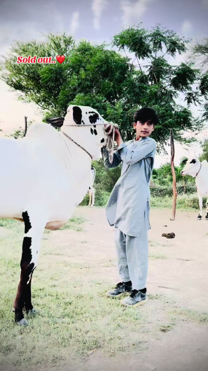 @HassAn Malik..❤️