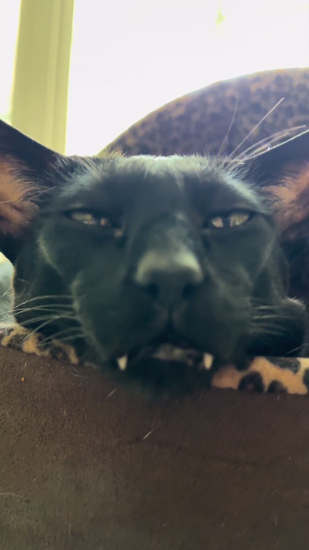 @hobbikats