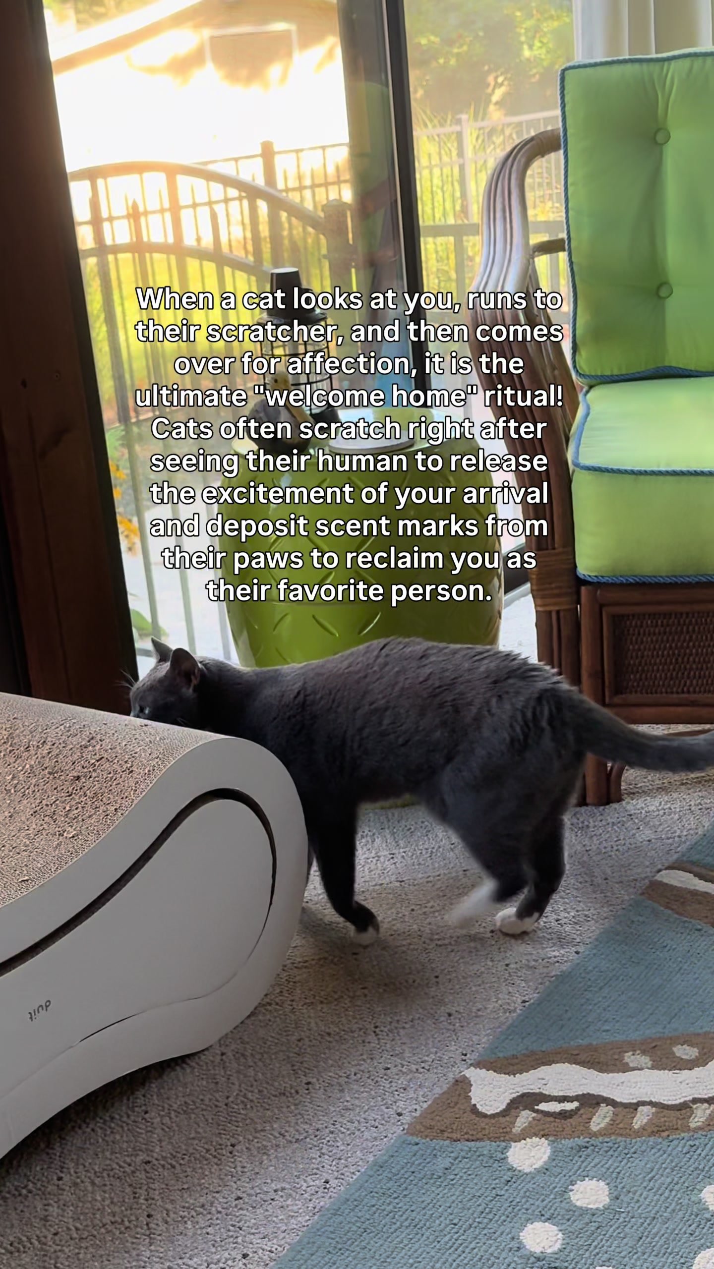 @purrfectinfluencer