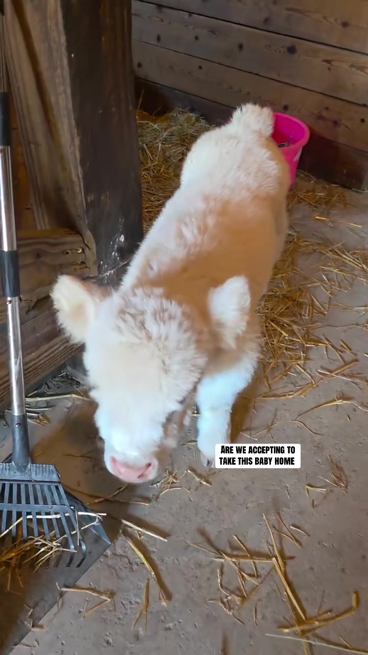 @landycows3