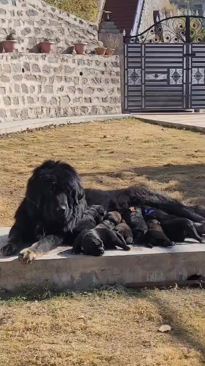 @Kashmiri_Bakrwal_Dog