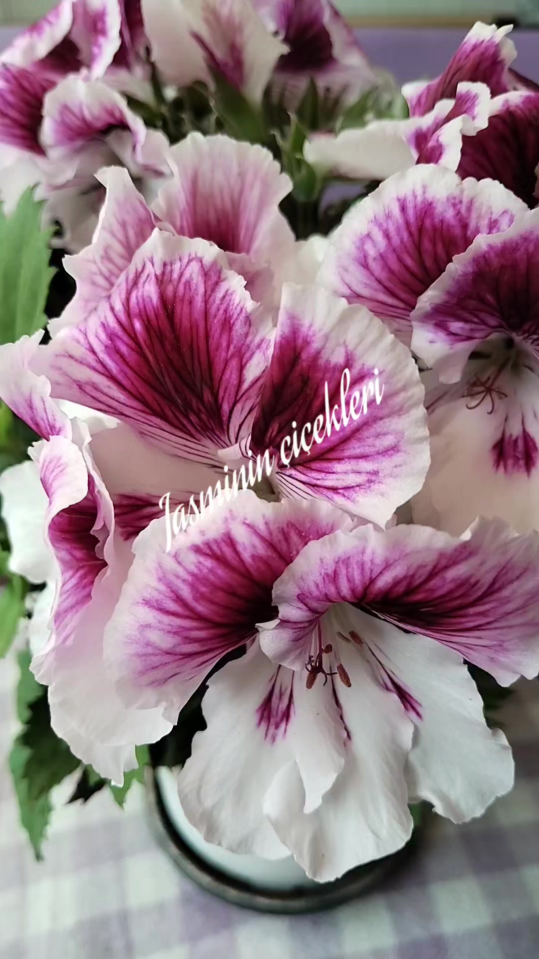 @JASMİNİN ÇİÇEKLERİ