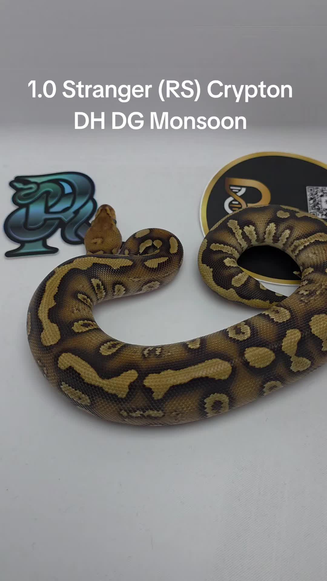 @Proxima Reptilis