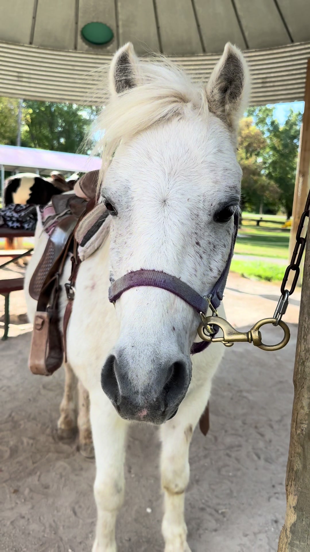 @GreenMeadowsFarmWi