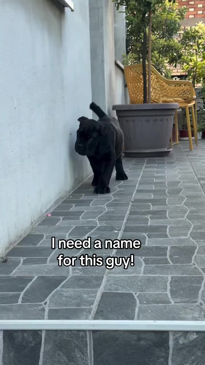 @Ultimate Puppies