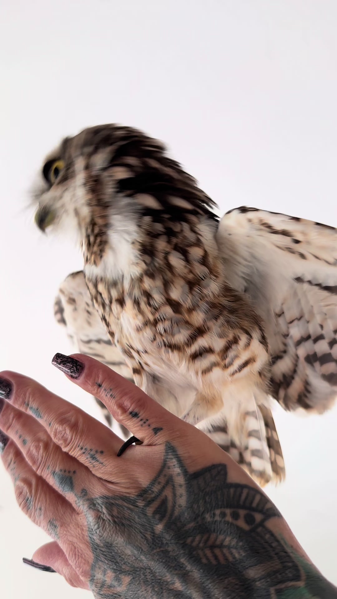 @Kreischhuhn Karma 🦉