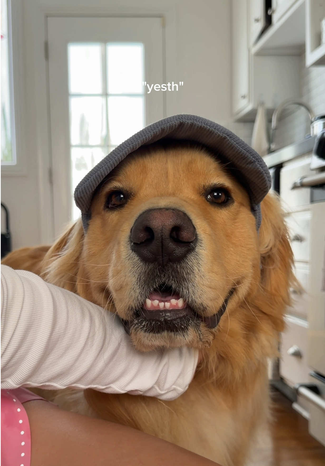 @Zebby The Golden Retriever