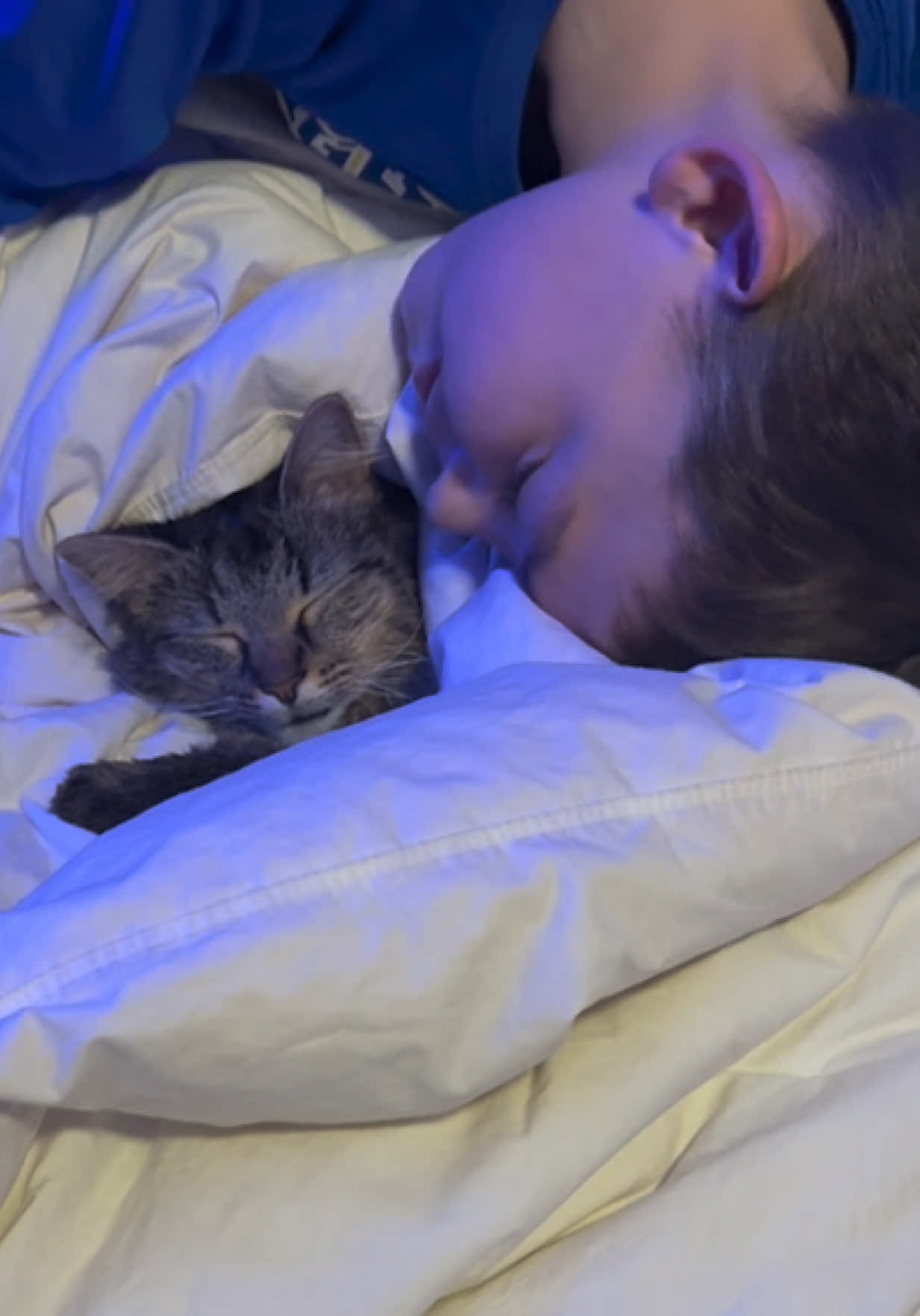 @RoxySnowballCatDrama