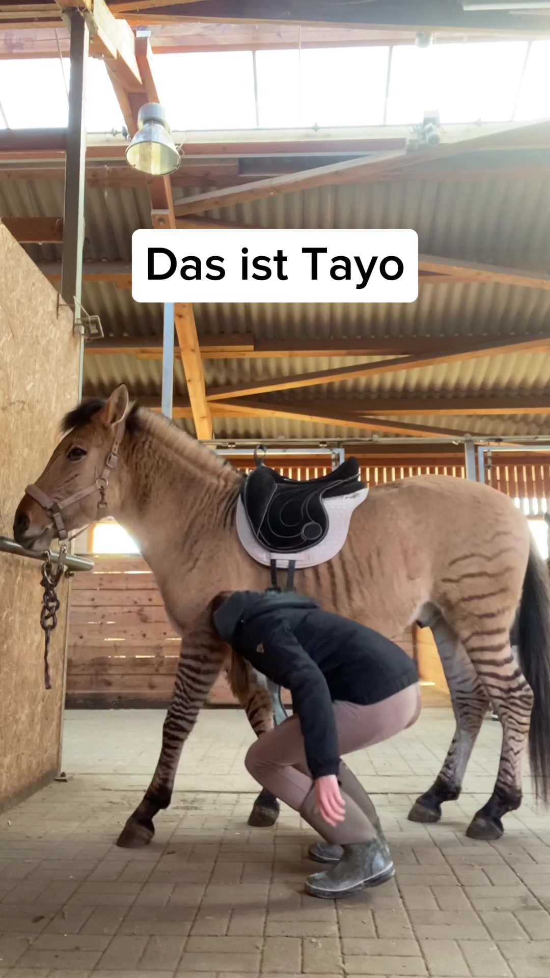 @Zorse Tayo & Svenja
