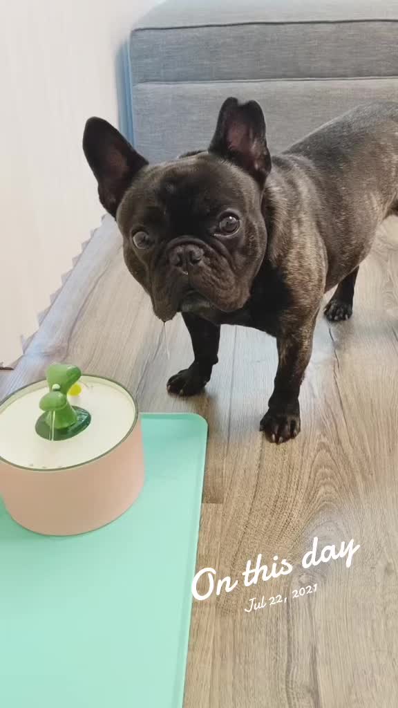 @Bruno the Frenchie
