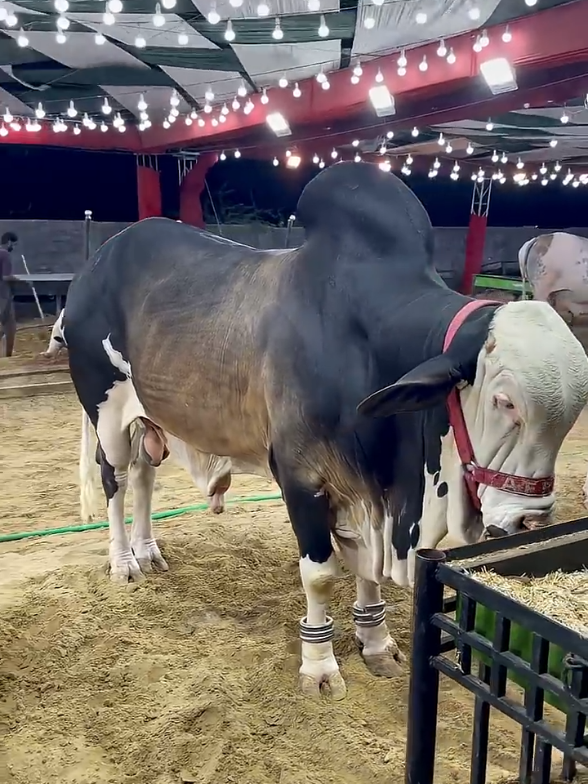 @Karachi Bull lovers