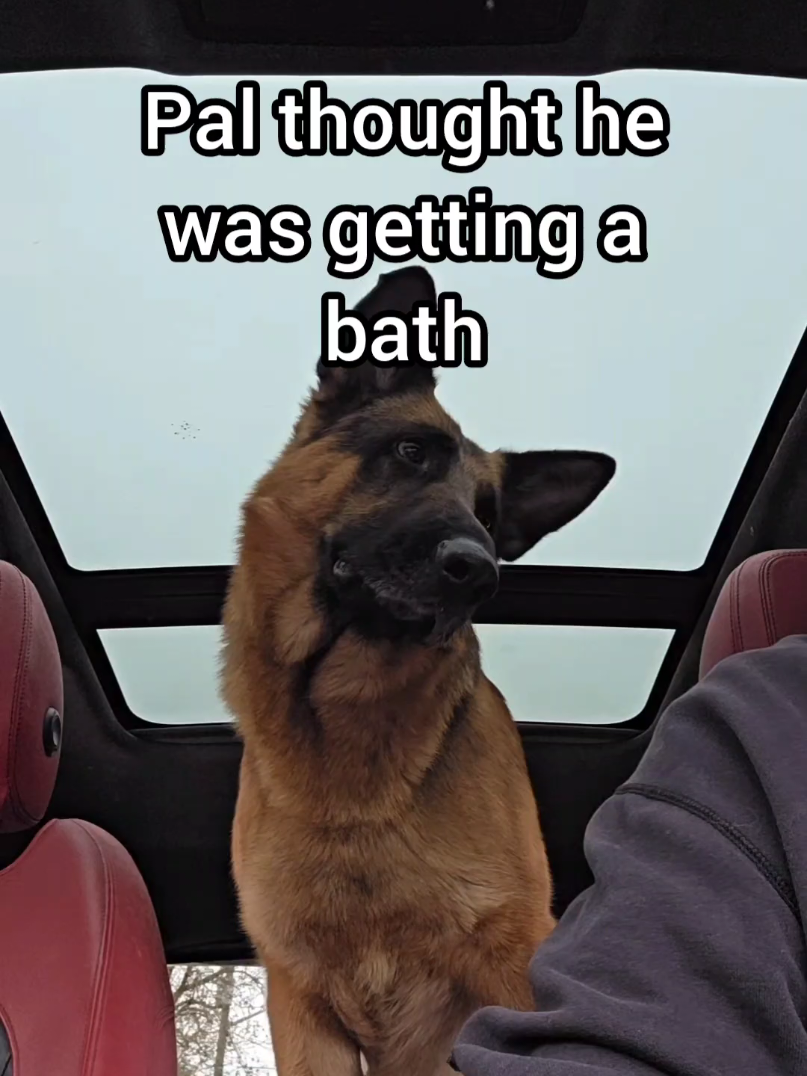 @BuddyandMikes Pal