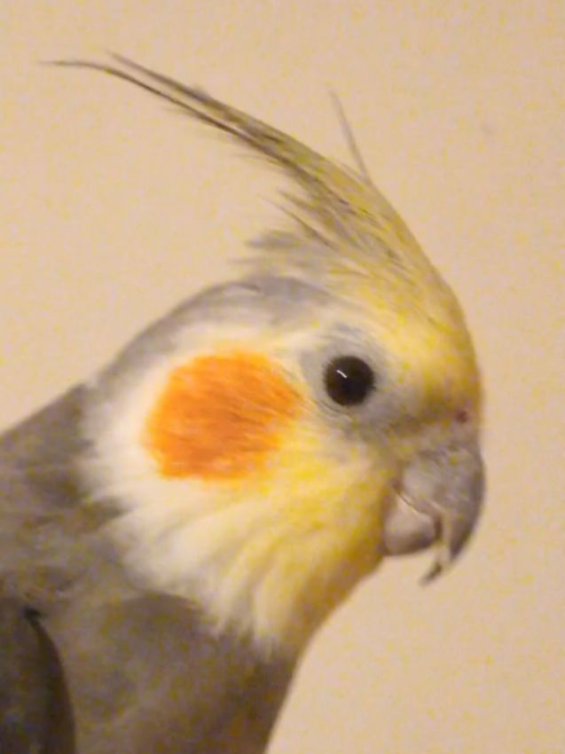 @Budgies108