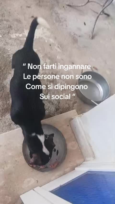 @ELETTRA BOLOGNIN