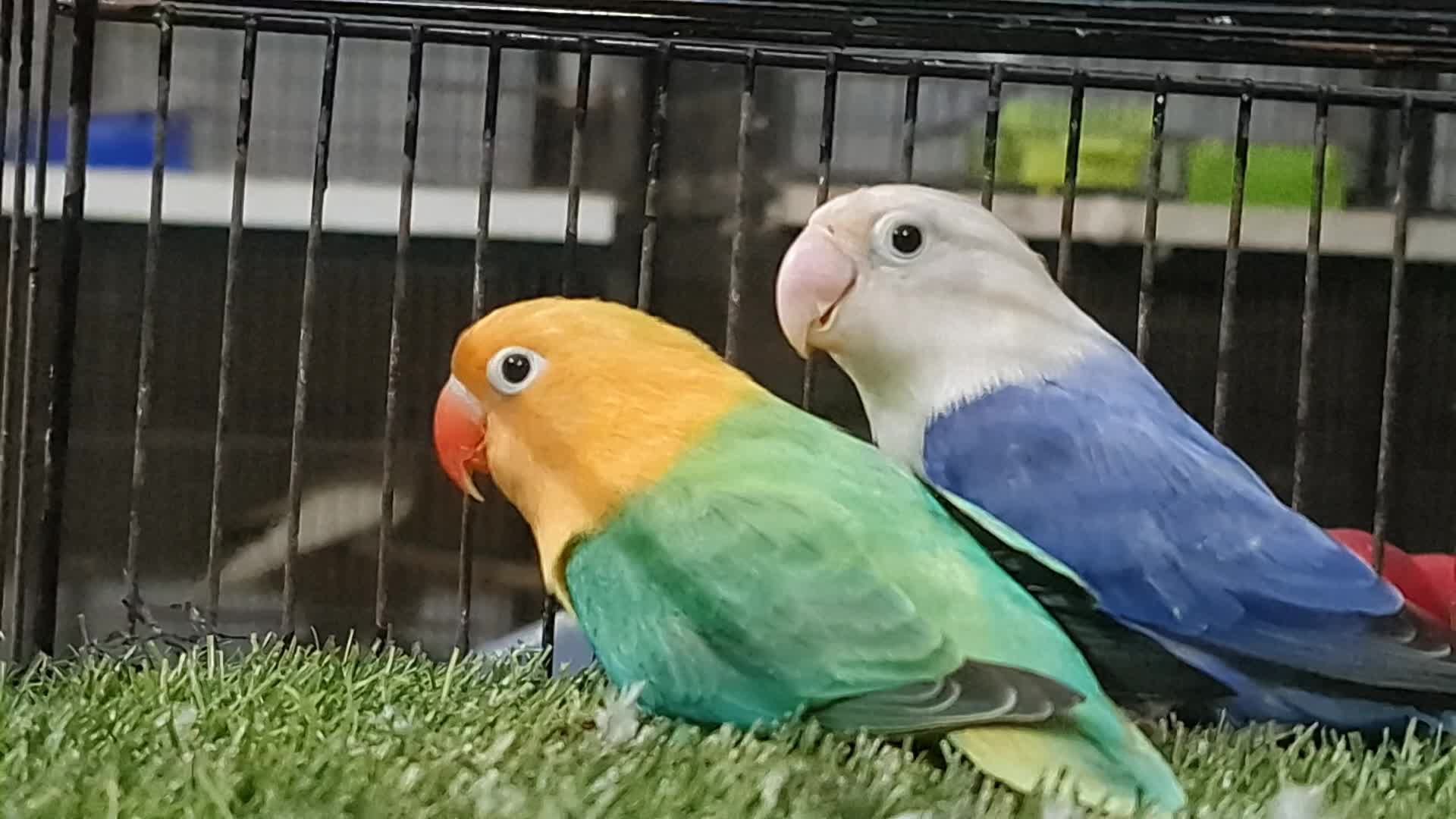 @ROYAL BIRD US