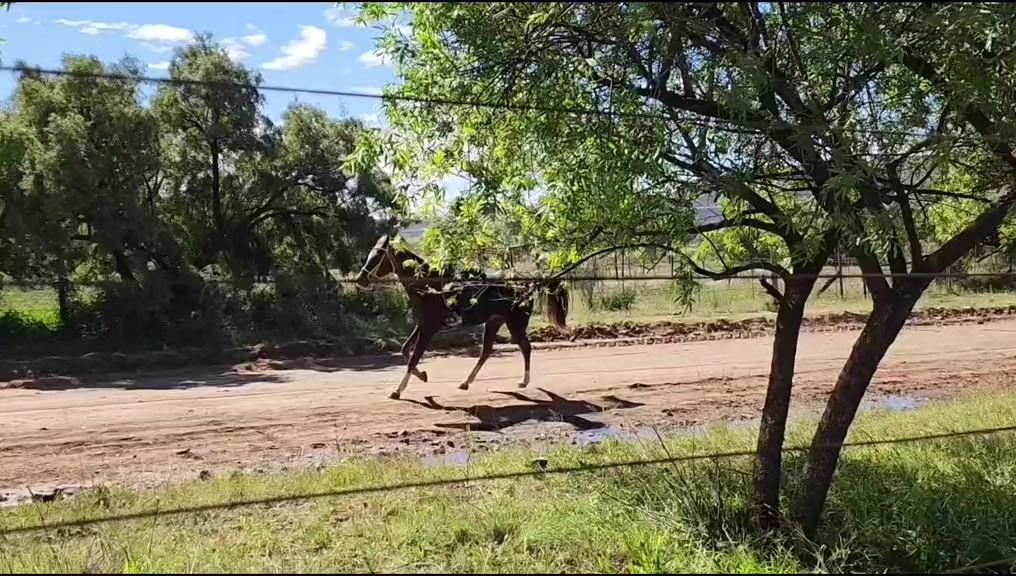 @uitzicht_arabian_stud