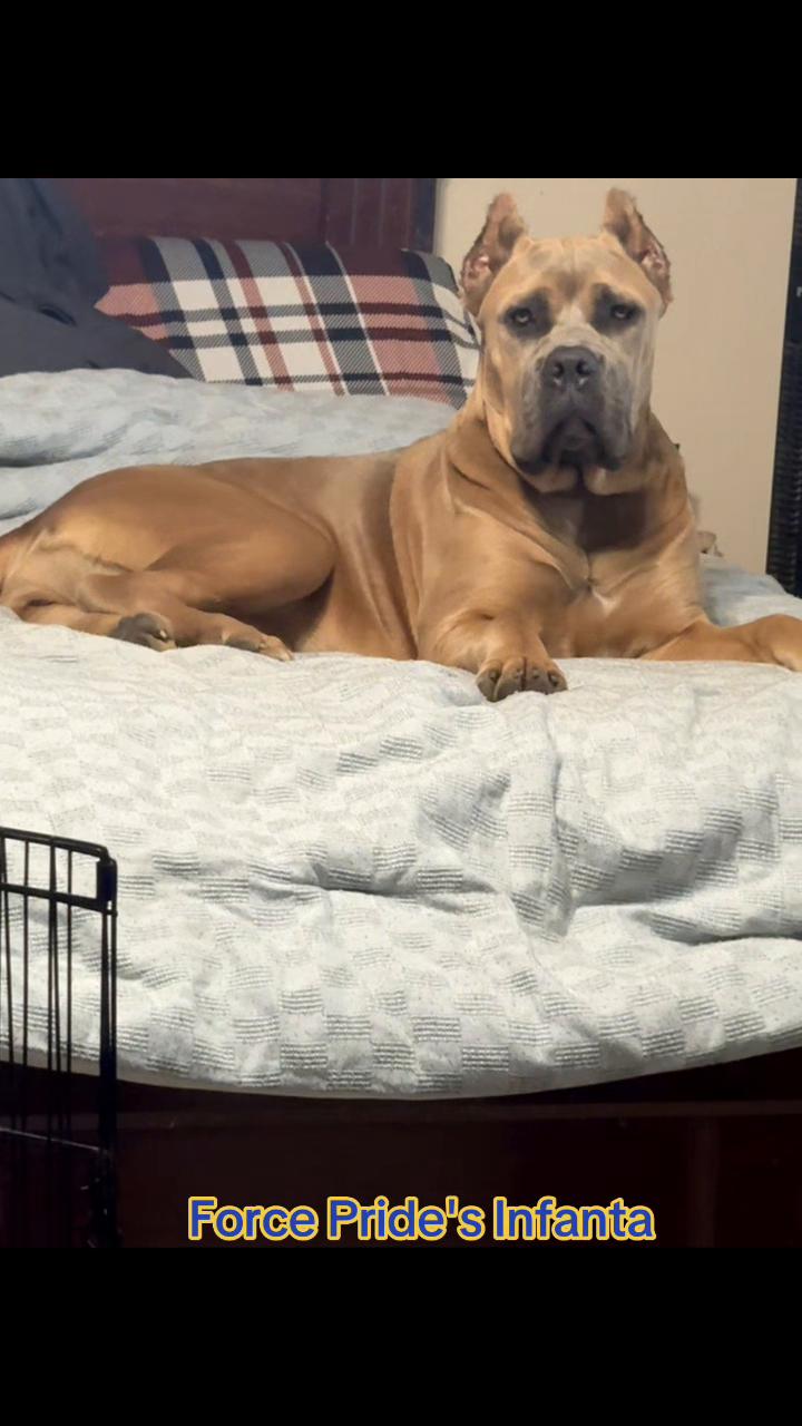 @AandMCaneCorsos