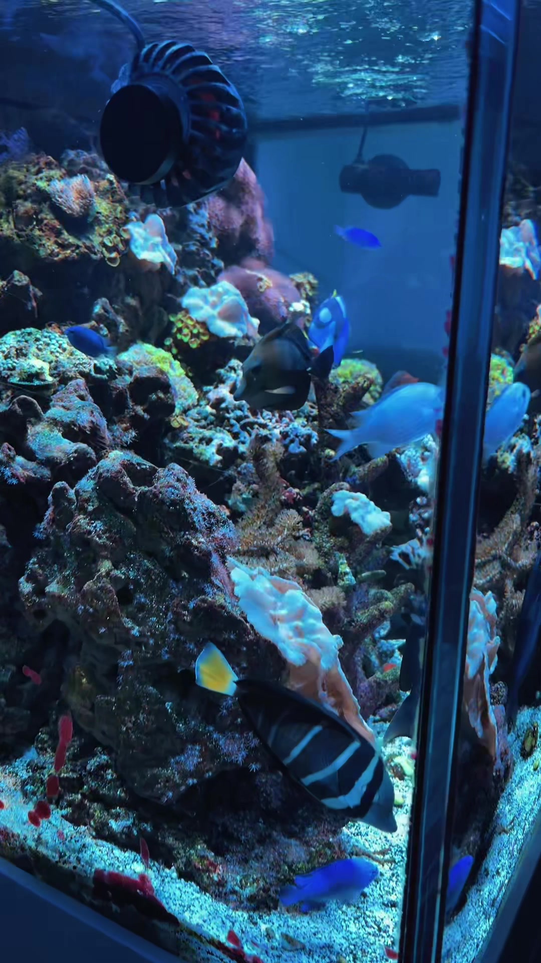 @reeflove