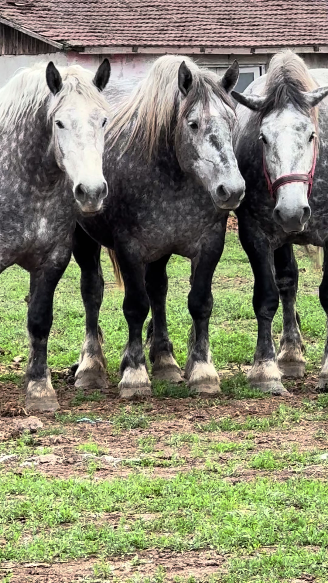 @🐴Spartanu🐴