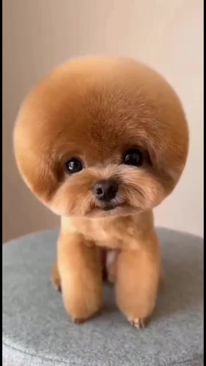 @Cute Baby Puppy Loves