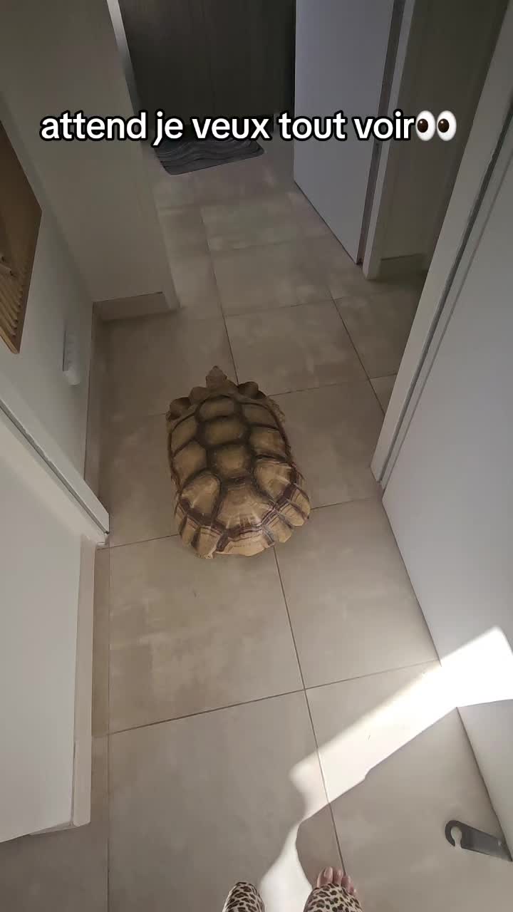 @POPEYE MA TORTUE 🐢