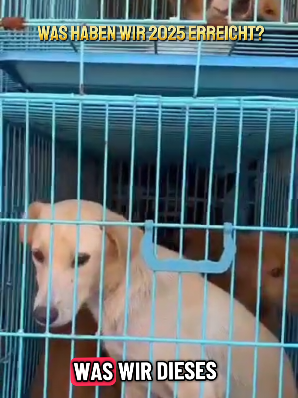 @Bao_En_Temple_animalrescue