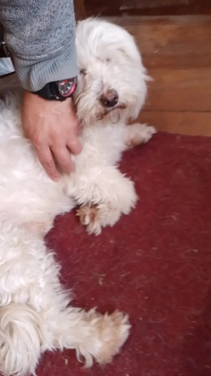 @Sr. Tomás 💙🐶💚