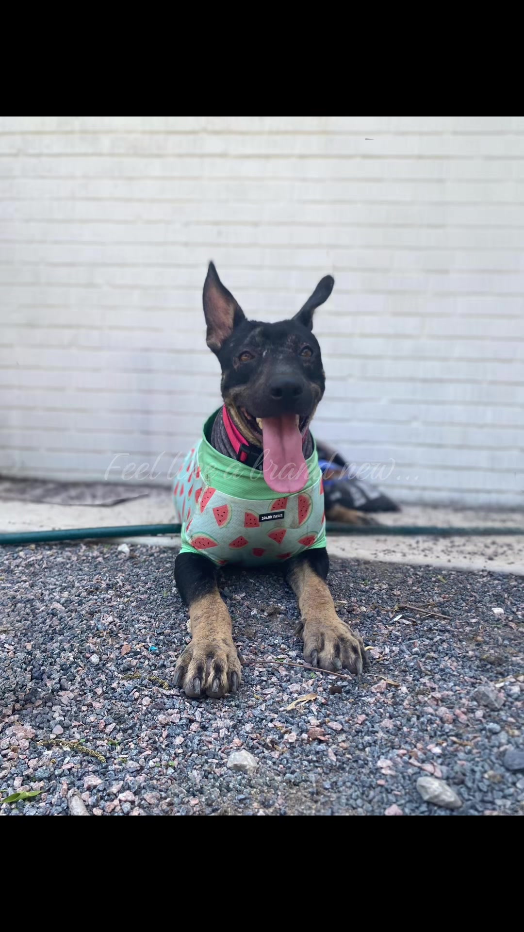 @405&ensp;Animal&ensp;Rescue
