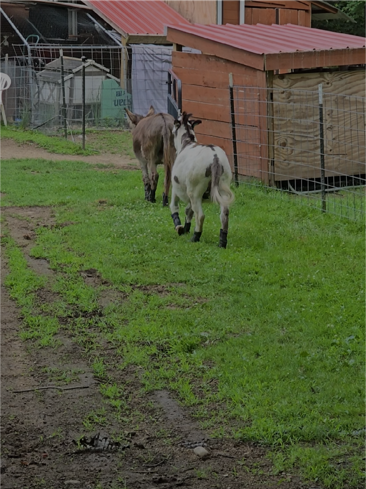 @DaisyMae Acres
