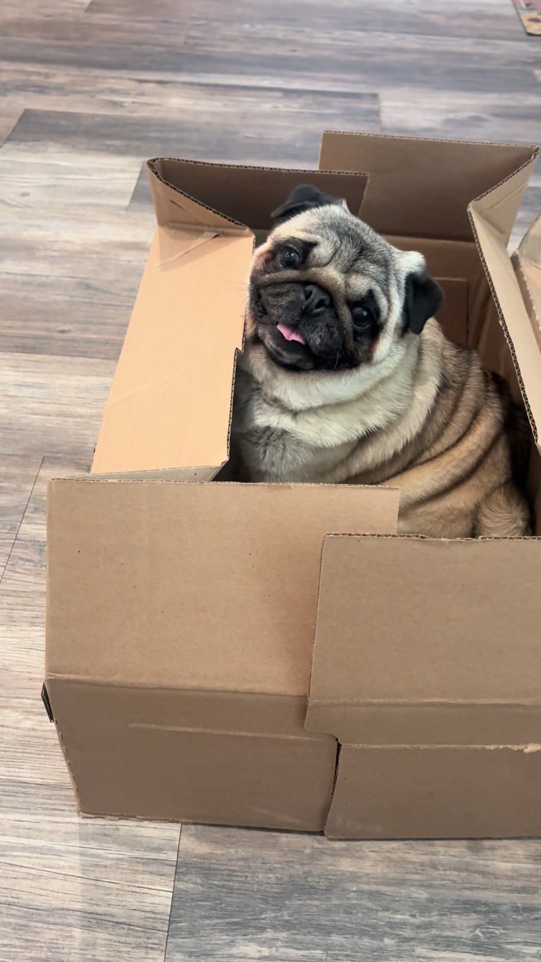 @Rocki the Pug 🐶