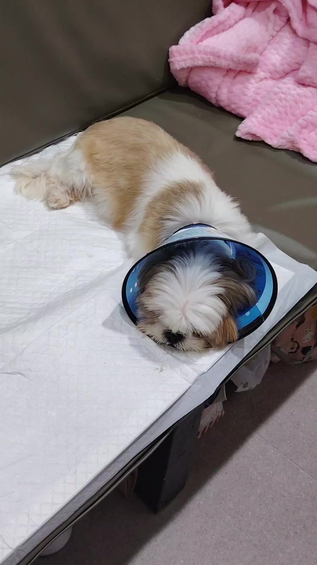 @PawmilyaSweettzu & Furbuddies