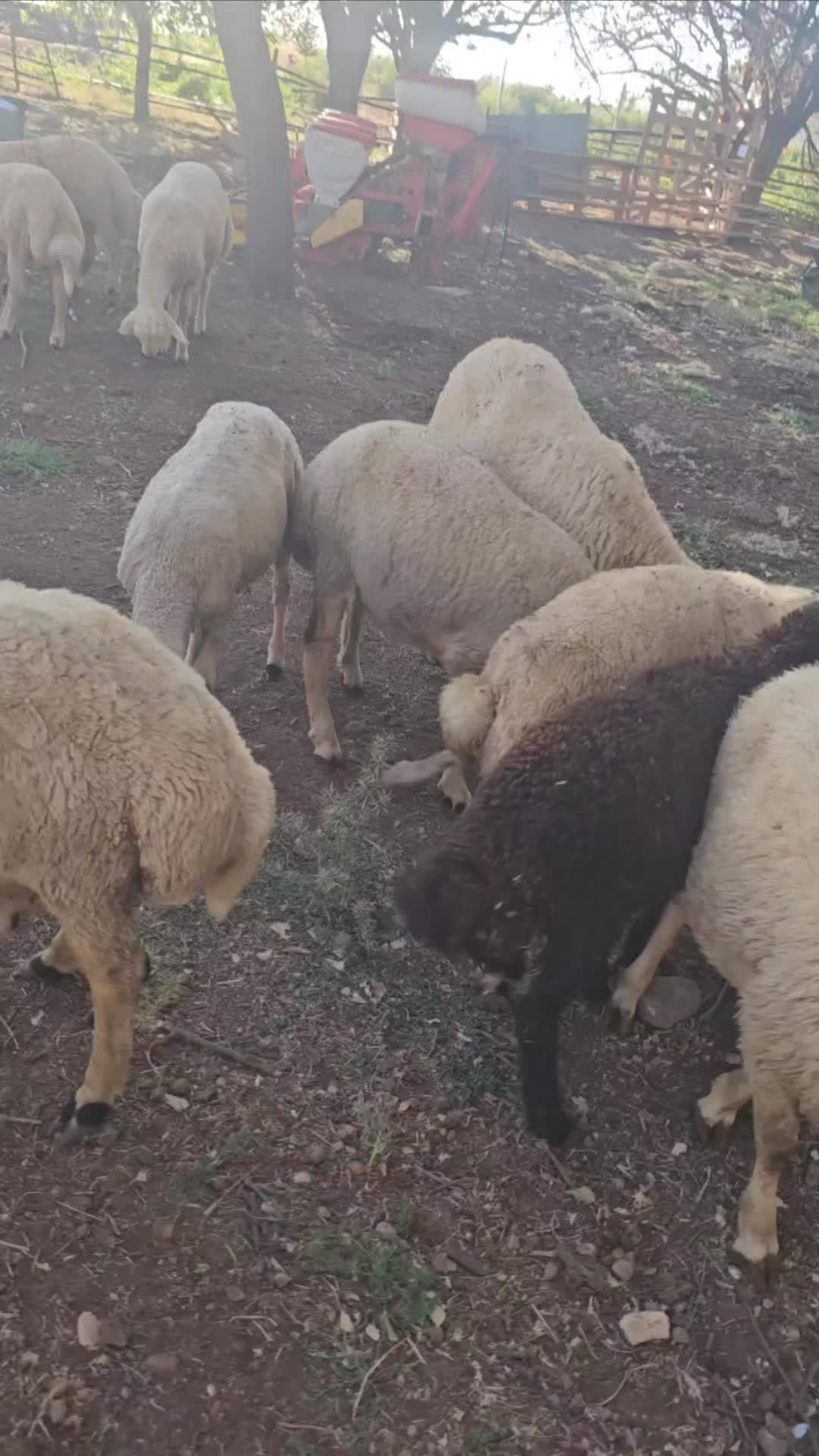 @EMİNOĞLU BESİCİLİK