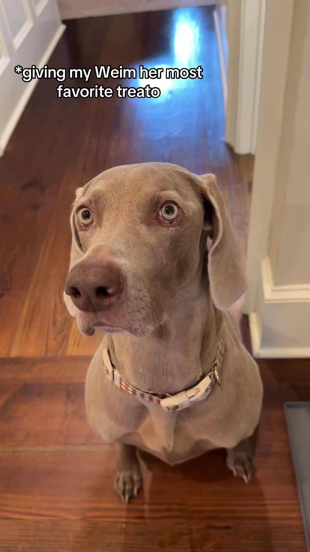@Zoey the Weim
