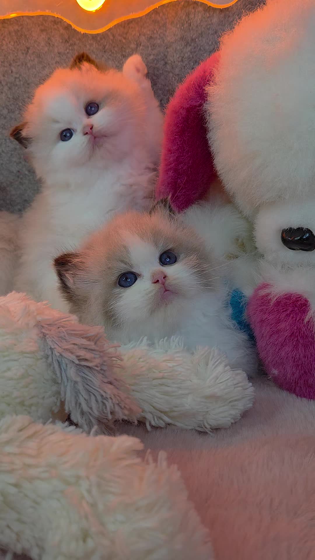 @Namastè Ragdoll Cats