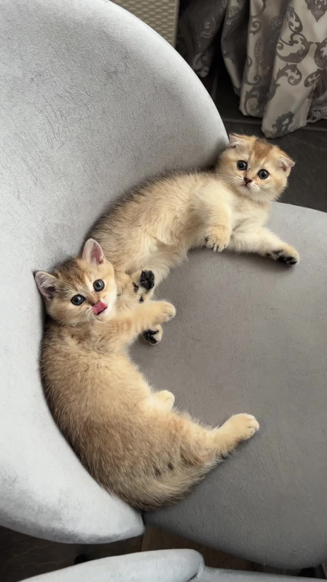 @🐈