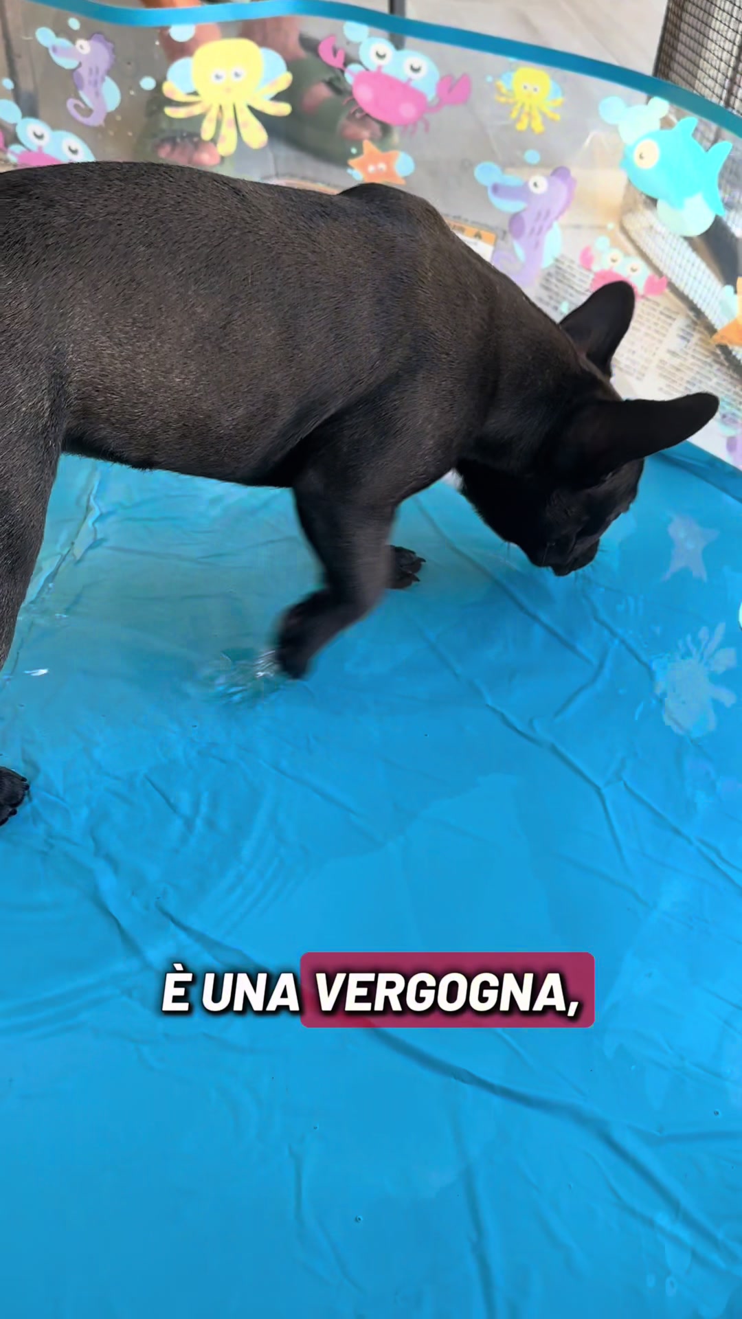 @Bullo_mal&ugrave;