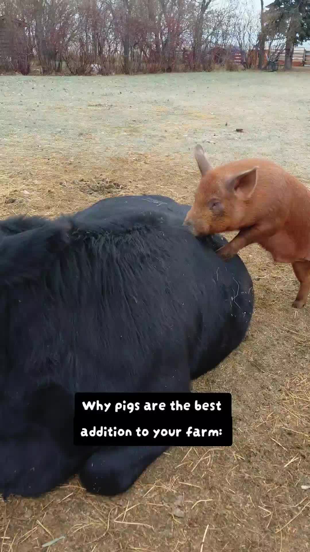 @Dakotafunnyfarm